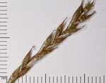 White edge sedge